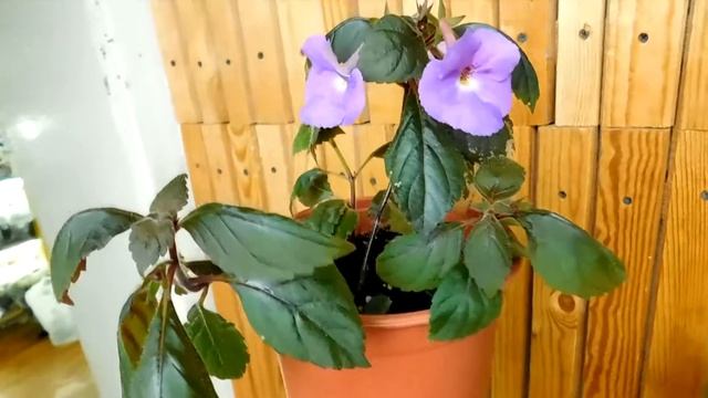 Ахименес в домашних условиях . смотреть онлайн