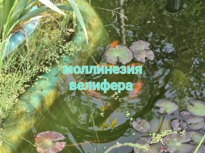 Моллинезия велифера