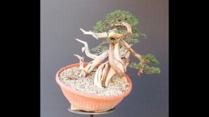 Juniperus Sabina 2009-2016