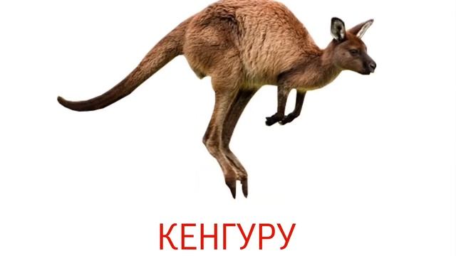 Учим животных. Первые слова малыша. Карточки Домана. Животные. Раннее развитие ребенка