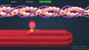 Строение мышцы.