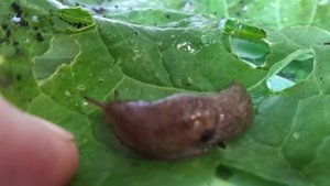 Листья свеклы  едят СЛИЗНИ. ЧТО ДЕЛАТЬ?