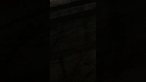 Два дебика орут ночью