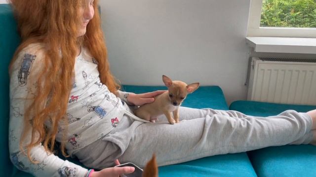 Мини чихуахуа. Щенку 8 недель. Первое взвешивание. Сколько весит Маффин? #AmyDog смотреть онлайн