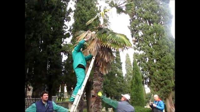 Uklanjanje palminog drvotoča смотреть онлайн