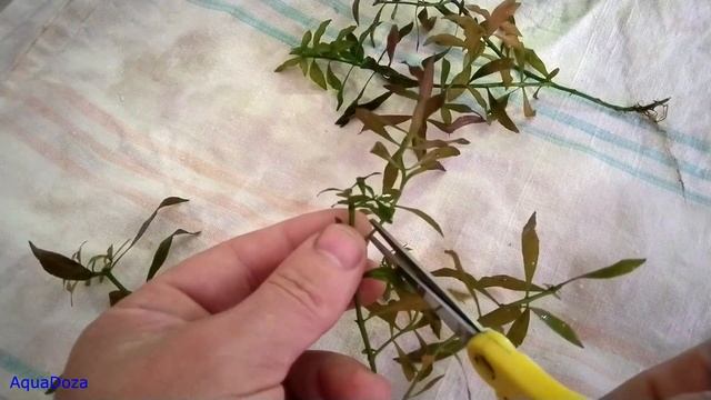 Людвигия не растет. Причина?