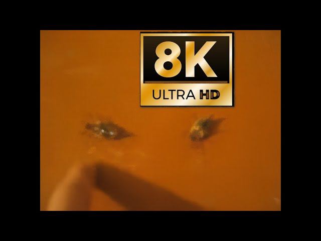Хрущ! Это хрущ!  (8K)