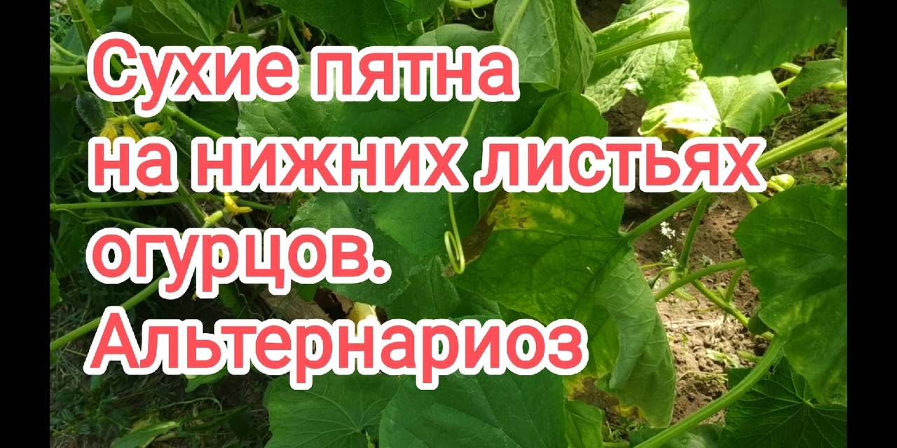 Почему сухие пятна на нижних листьях огурцов?