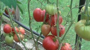 Томат Чудо Уолфорда (Wolford Wonder)