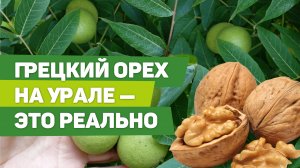 Как вырастить грецкий орех на Урале и собрать отличный урожай. Опыт садовода