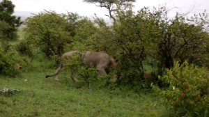 Maasai Mara Safari | Kenya travel vlog | Camping |Maasai Mara National Reserve.