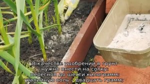 Как вырастить крупный чеснок на огороде
