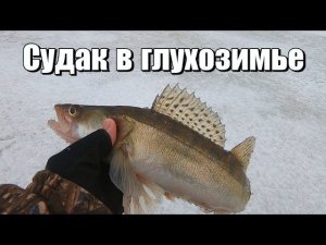 Судак в глухозимье Иваньковское водохранилище