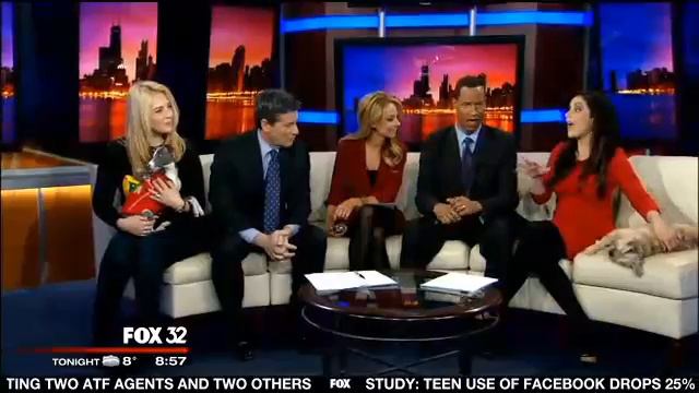 ROMP's Italian Greyhound Sharpie - Animal Planet Puppy Bowl X - Fox News Chicago Segment 2 смотреть онлайн