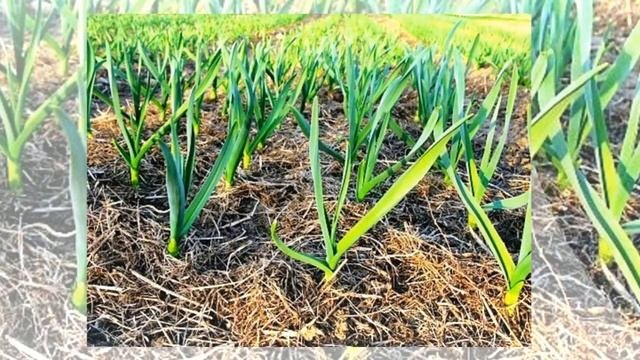 Сажаем чеснок под зиму