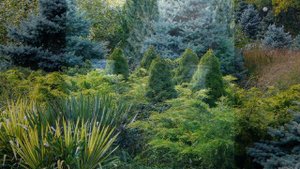 ГОЛУБАЯ ЕЛЬ — ЕФФЕКТНЫЙ АКЦЕНТ ЛАНДШАФТНОГО ДИЗАЙНА / blue spruce in  landscape design ??