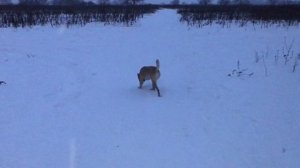 Январские зарисовки прогулок с Боней - 2019-01-31, 17 #Собакен #Боня