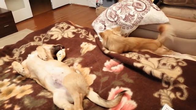 Жизнь чихуахуа Торри с Шариком!
