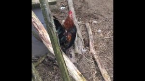 Малазийская Серама (петушки)