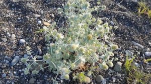 Синеголовник приморский | Жизнь на Юге