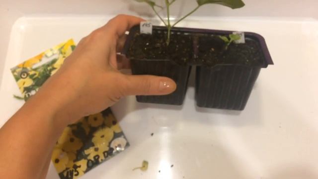 Тунбергия 13.03.18 Прищипка тунбергии смотреть онлайн