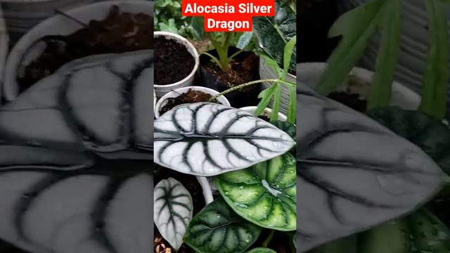 Rare Plant | Alocasia Silver Dragon | Tanaman Hias смотреть онлайн