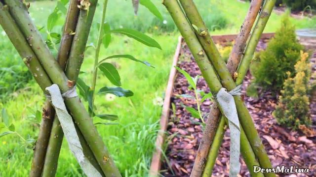 Что стало с ИВОЙ через год. Живая изгородь, черенки и плетёные деревья из сортовой ивы. смотреть онлайн