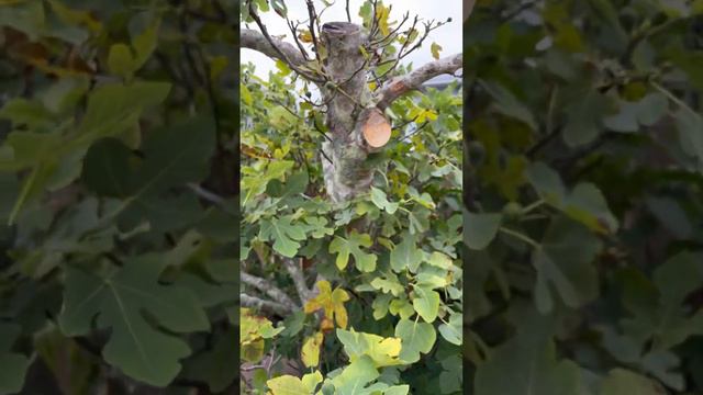 Huge beautiful fig tree at a job site! #fig #tree #fruit #fruittree #plants