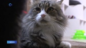 В Петрозаводске пройдёт выставка-раздача животных «Лапки»