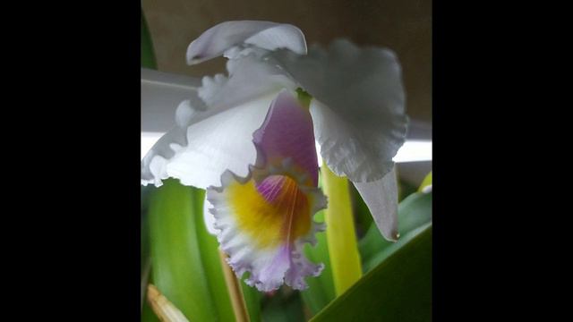 Cattleya quadricolor(C. quadricolor)-квітування і догляд смотреть онлайн