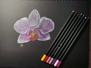 Сиреневая орхидея цветными карандашами || Black