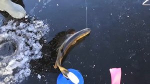 Первый лед 2019-2020. р. Вытебеть, Орловская область.