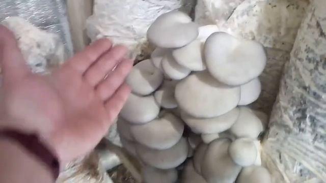 Весенняя вешенка в сарае без микроклимота