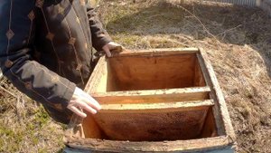 Зачем пчелам прополис Прополис для пчел