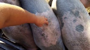 КАК ПЕРЕСАДИТЬ ВЗРОСЛУЮ СЛИВУ БЕЗЖАЛОСТНО. Любимый кот. Поросята.