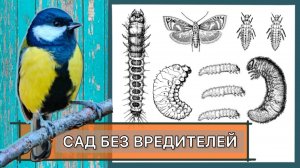 Борьба с вредителями в саду | Удобная большая кормушка для птиц | Дневник садовода