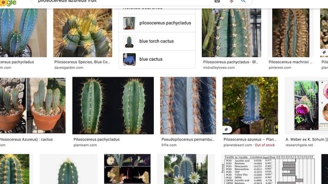 My Pilosocereus Azureus (Blue Torch Cactus) is in BLOOM / Can it Pollinate a DRAGON FRUIT смотреть онлайн