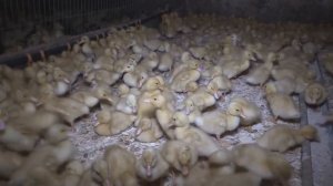 5 Бизнес идей на разведении в сельской местности