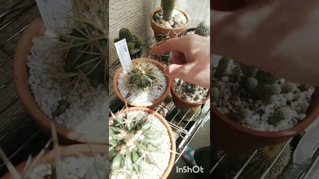 Cacti collection tour. Some Interesting plants and facts🌵📽️2022年6月26日 смотреть онлайн