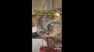 Как отучить кота лазить на стол