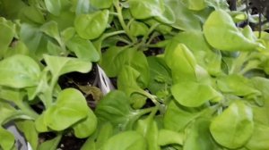 ОБРЕЗКА ПЕТУНИИ.ОСТАВЛЯЕМ ОДНИ ПЕНЬКИ ДЛЯ ХОРОШЕГО КУЩЕНИЯ.