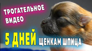 Щенкам шпица 5 дней. Шпиц Оливия знакомится с внуками. Хорошие новости. Сучье молоко для шпица