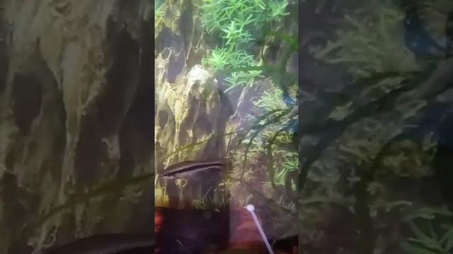 Рыбки уже дома.mp4 смотреть онлайн