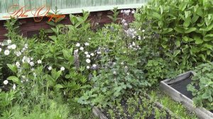 Обзор огорода в июне