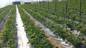 ЦВЕТЕНИЕ КЛУБНИКИ, КАК СПРАВИТЬСЯ С ХЛОРОЗАМИ.