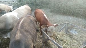 телята лимузин и Казахский белоголовый