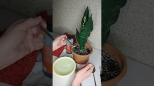 Инструменты и полив. Сансевиерии.