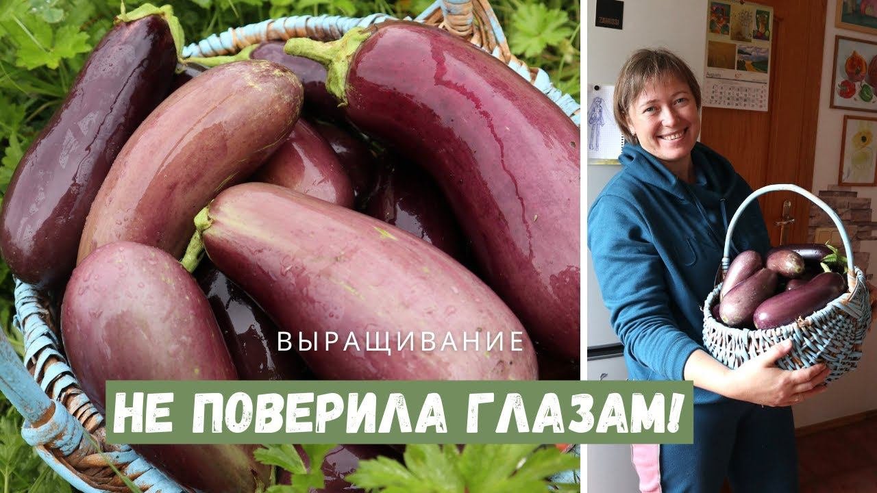 КАК ВЫРАЩИВАТЬ БАКЛАЖАНЫ БЕЗ УХОДА