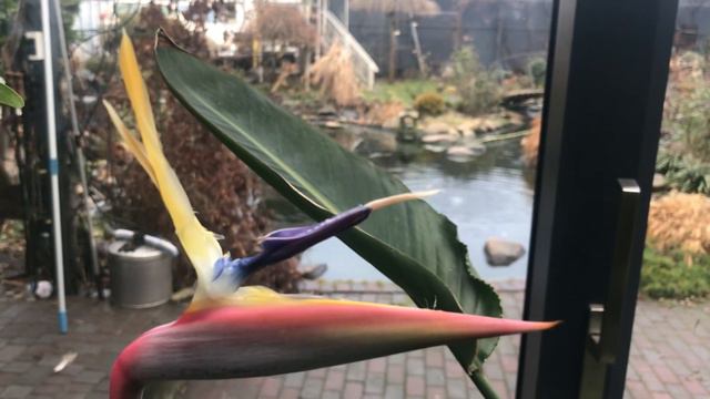 Стреліция, каламондін. смотреть онлайн