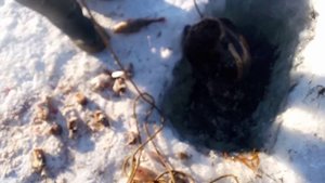 Самый большой налим пойманный на перемёт